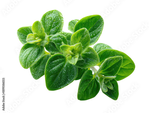 Close-up of fresh oregano leaves.  Bright green leaves clustered on sprigs, detailed textures and water droplets visible
