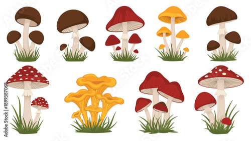 Vibrant collection of diverse cartoon mushrooms, including common varieties and chanterelles, depicted growing in lush green grass, perfect for nature themes.