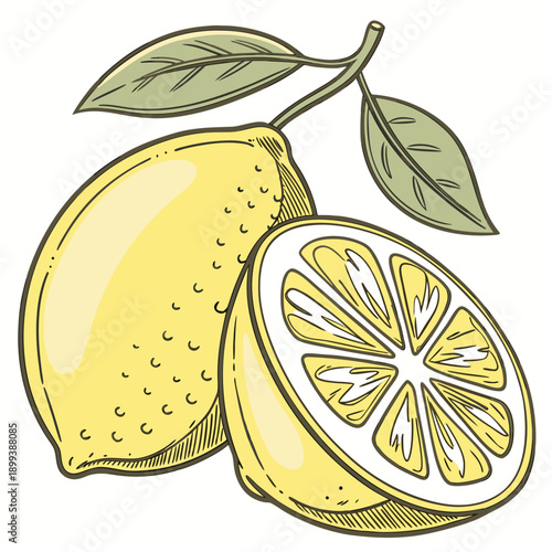 Lemon with One Half Cut - Fresh Citrus Fruit Line Art Vector
