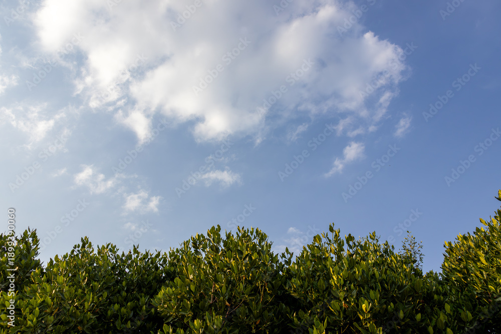 Obraz premium Beautiful blue sky with fluffy white clouds over lush green mangrove treetops, bright sunny day in tropical nature, peaceful landscape with copy space for text.