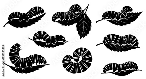 Vector silhouette illustration of a caterpillar in various poses, crawling, curled up, and resting on a leaf.