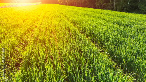 Wallpaper Mural Healthy wheat plants in sunny rural field Torontodigital.ca