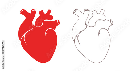 Anatomical heart illustration in color and line drawing styles