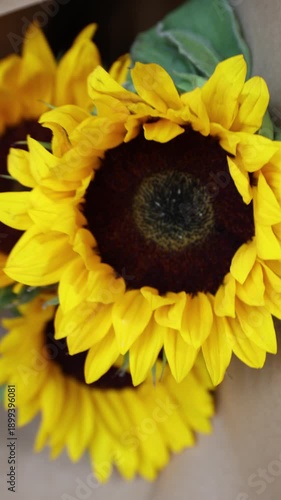A Bouquet of Joy: Close-Up of Vibrant Yellow Sunflowers in Full Bloom, Ideal for Spring Celebrations and Floral Designs
