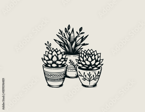 Hand drawn succulent plants illustration shows potted botanical arrangement in minimalist style