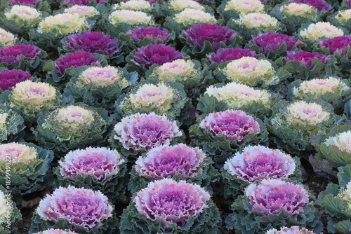 葉ボタンのグラデーション