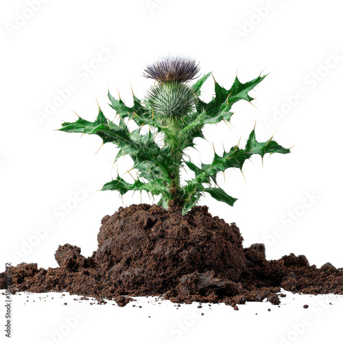 Solitary thistle with purple blossom sprouting from a mound of dark earth