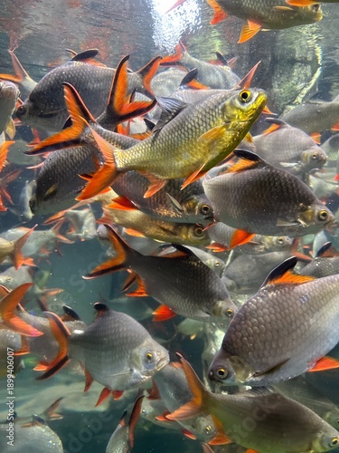 large red tail tinfoil barb fish in freshwater aquarium swimming through aquatic plants 
