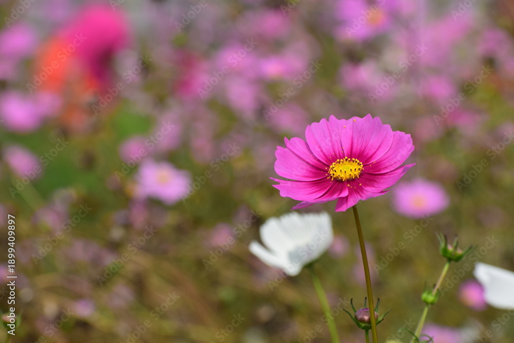 Fototapeta premium Cosmos Flower - Delicate Wild Bloom of Simplicity and Natural Charm. Cosmos flowers are admired for their soft, daisy-like petals and airy appearance that sway gently in the breeze.