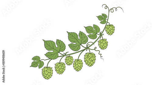 Hand-drawn vector illustration of a green hops branch with leaves and cones, isolated on a clean white background for brewery design.