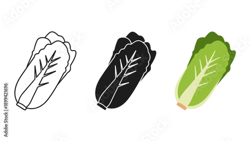 Three variations of a lettuce leaf illustration Vector
