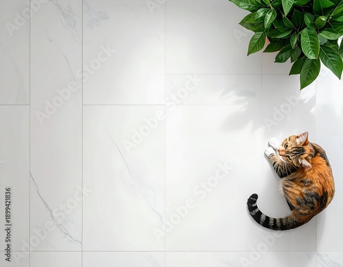 猫と植物