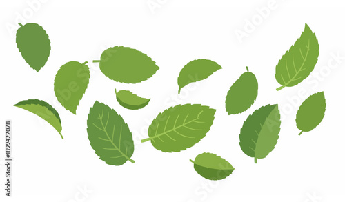 Flying green mint leaves realistic vector illustration isolated on transparent background