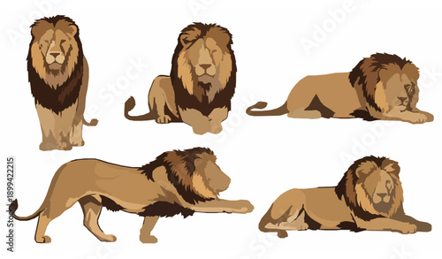 African lion vector illustration set with powerful wild predator poses isolated on white background