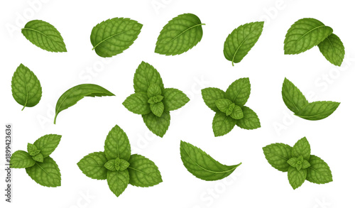 Floating mint leaves realistic vector set isolated on transparent background