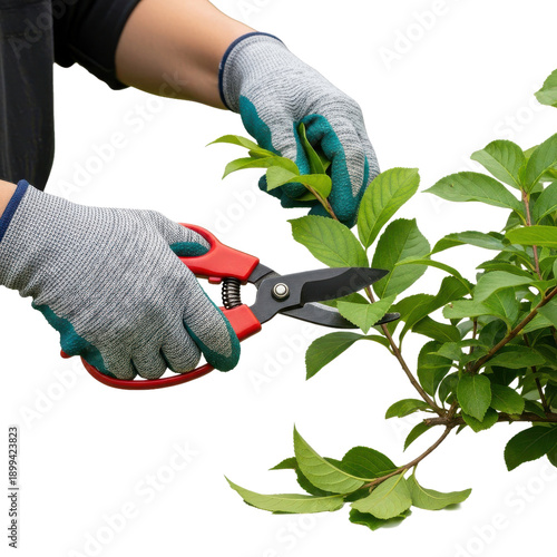 Wallpaper Mural Gardener prunes plant with secateurs on black background Torontodigital.ca