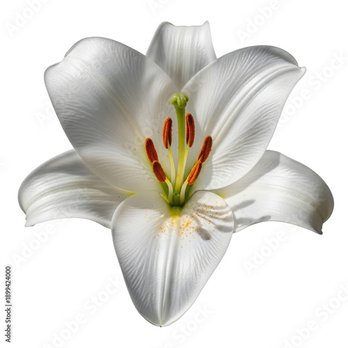 Wallpaper Mural White Lily Flower Petals Stamens Black Background Macro Torontodigital.ca