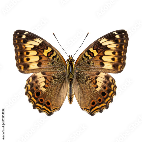 Wallpaper Mural Detailed macro shot of a beautiful brown yellow butterfly Torontodigital.ca