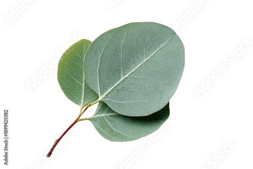 Close-up of two eucalyptus leaves