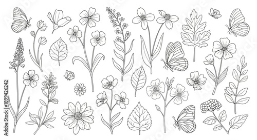 Hand-drawn botanical illustration set featuring various wildflowers, leaves, and butterflies in a delicate outline style.