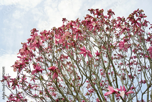 Photography Branches of fading pink magnolia blossoms reaching toward cloudy spring sky