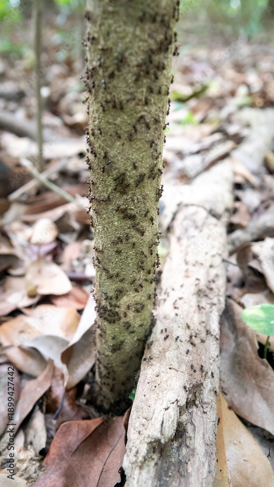 Fototapeta premium A column of Hospitalitermes termites moves through forest litter. Malacca rainforest.