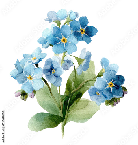 Watercolor painting Light blue Forget-Me-Not flowers with green leaves