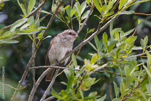 Juvenile Red-backed Shrike (Lanius collurio)