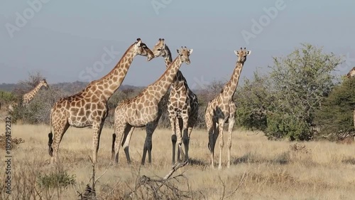 Giraffe Herd Standing In African Savanna Grassland