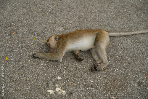 Canvas Print A sick and weak monkey lying on an asphalt road, seemingly exhausted or unwell, the vulnerability of wildlife in urban environments, evoking themes of animal welfare and human impact on nature