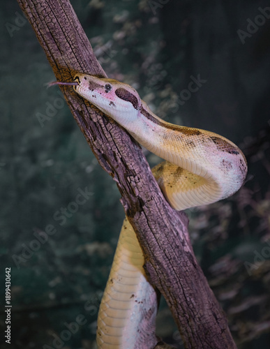 A studio portrait of a Royal python, Python regius, as it climbs around a branch. Its tongue is sticking out and there is space for copy text