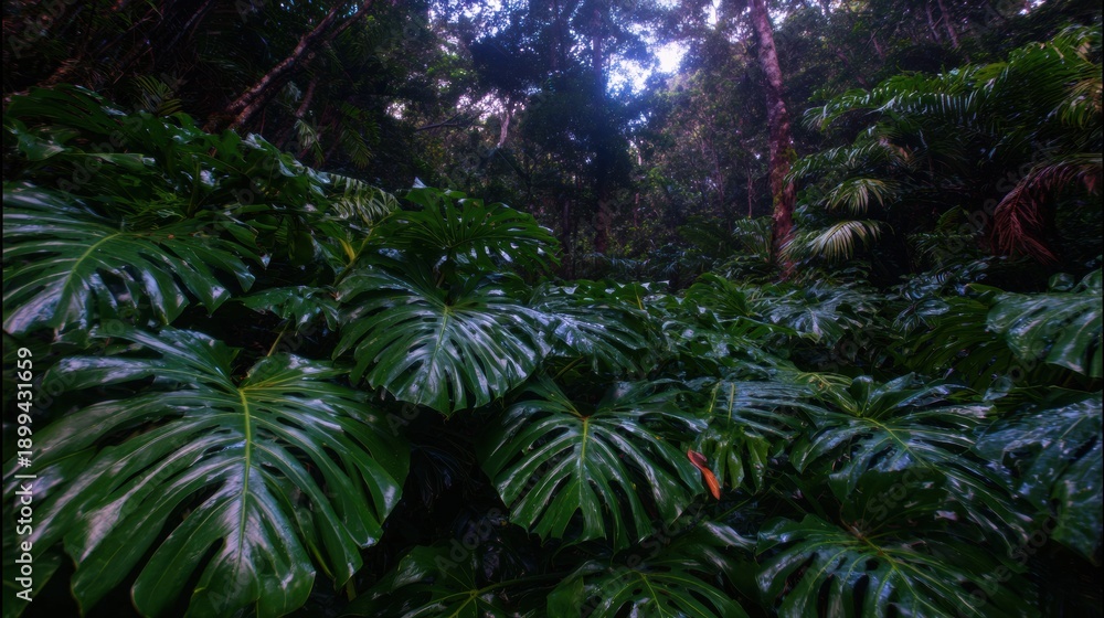 Obraz premium Lush Monstera Leaves Growing in a Dense Tropical Jungle Arrangement with Natural Textures to be Used as an Abstract Background for Wellness and Spa Concepts