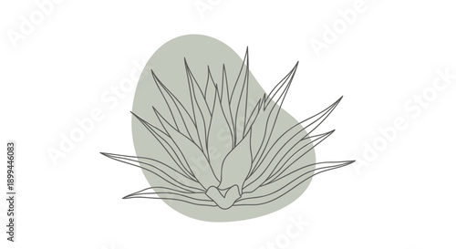 Vector agave plant illustration with heart-shaped center, minimalist line art, sage green and gray, for logo or icon, Isolated on transparent background, png