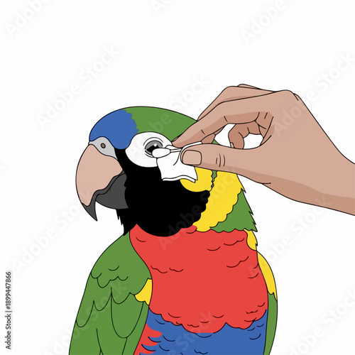 Detailed illustration shows parrot eye care procedure with human hand gently wiping colorful Macaw parrot eye using soft tissue. Proper parrot eye care ensures bird health and prevents infections.