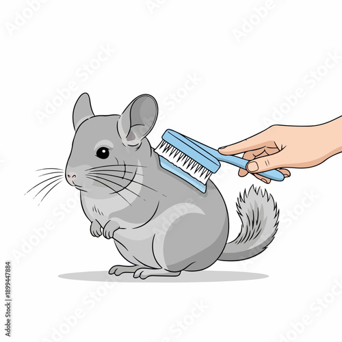Chinchilla grooming illustration showing fluffy gray pet being gently brushed by human hand. Detailed chinchilla grooming process highlights care for soft fur and healthy coat.