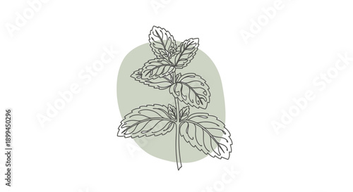 Vector illustration of mint leaves on a muted green background, for herbal or botanical design, isolated on transparent background, png