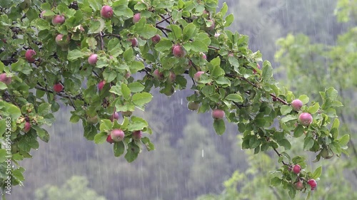 Rain, Torrential Raining, Inundation, Flooding, Storm, Rainy Day on Apple Branches Tree, Stormy in Nature, Cloudy Bad Weather