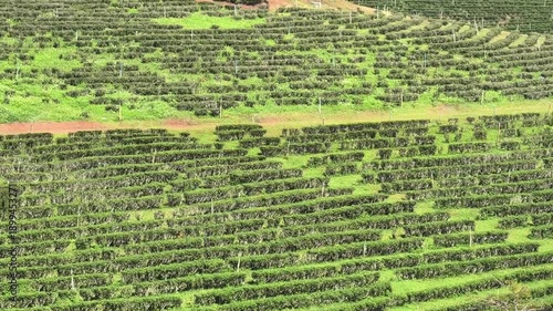 Wallpaper Mural Tea plantations in northern Thailand. Torontodigital.ca