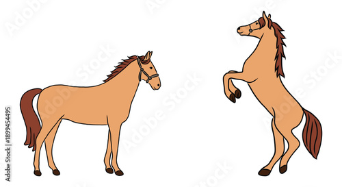 Vector illustration of a brown horse and a rearing horse.