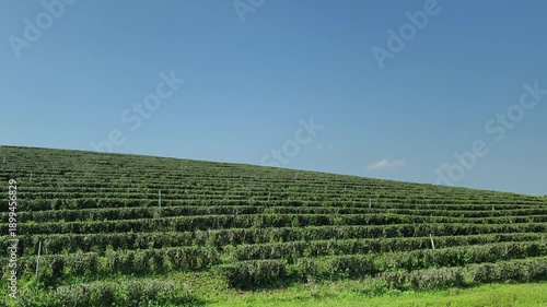 Wallpaper Mural Tea plantations in northern Thailand. Torontodigital.ca