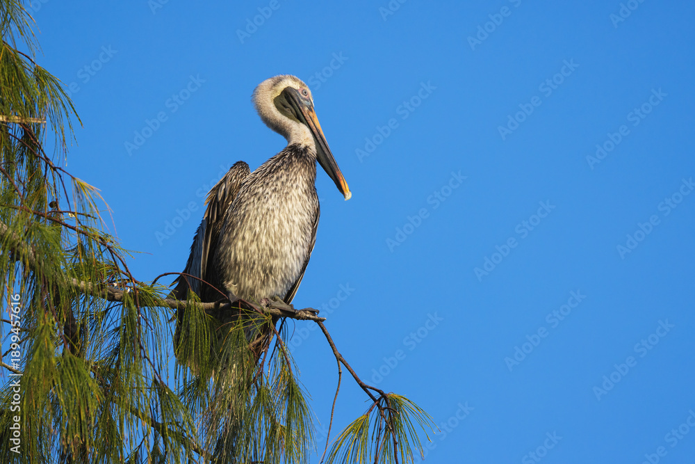 Fototapeta premium Pelican Perched on Tree Branch Under Clear Blue Sky