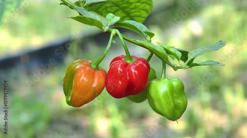 Wallpaper Mural Bell peppers on the plant Torontodigital.ca
