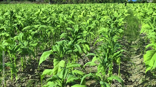 Wallpaper Mural Tobacco plants on the farm. Torontodigital.ca