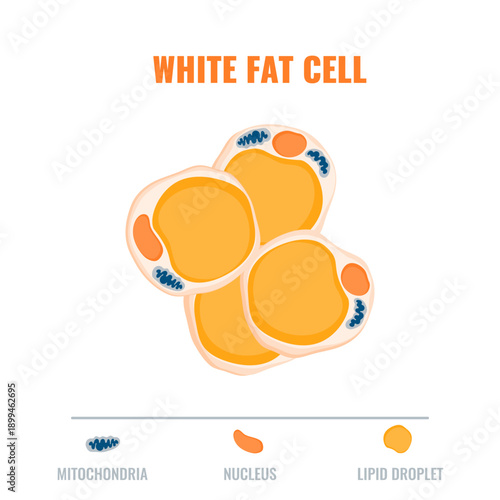 Adipose tissue showing white fat cell with mitochondria and nucleus detail. Fat structure diagram for obesity, diabetes and metabolism research. Medical vector illustration..