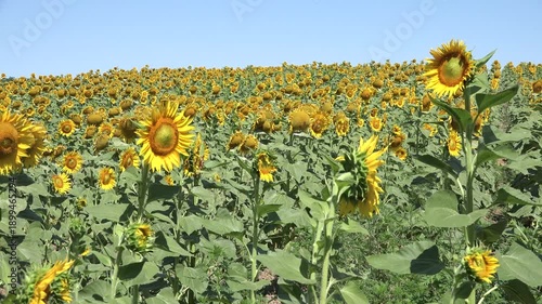 Sunflowers Field, Agriculture Harvest, Agrarian Culture, Industry Crops Field
