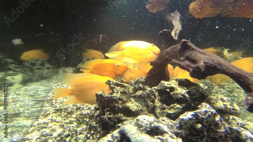 aquarium with fish