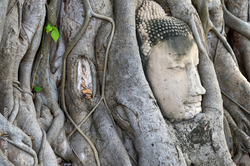 Fotografie Buddha head entwined in banyan tree roots at Wat Mahathat