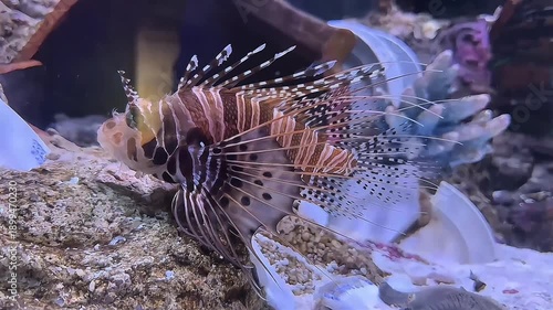 Beautiful Lionfish venomous marine fish swimming in seawater aquarium 