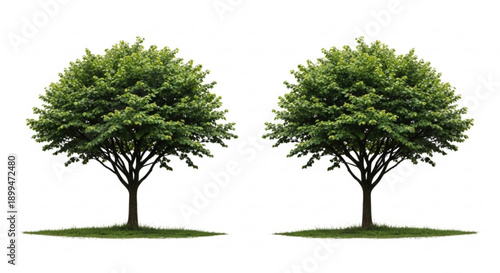 Two lush green trees with dense foliage on grassy patches against a white background symbolizing nature and growth