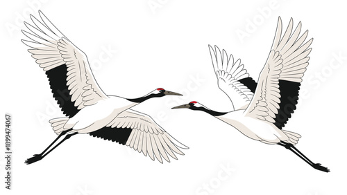 Two elegant japanese cranes flying towards each other with their wings spread against a clean white background as a symbol.